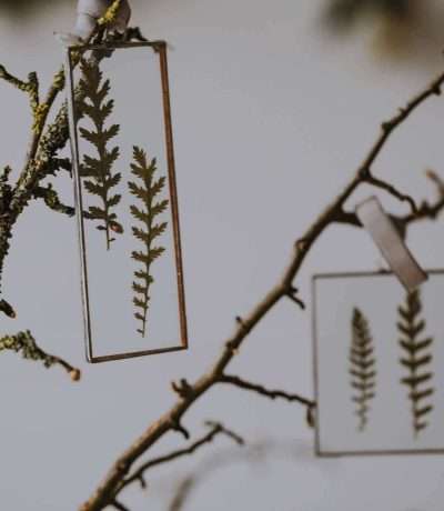 pressed fern frames